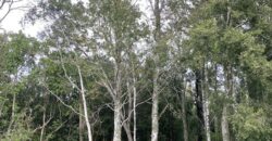 Hermosa casa nueva en parcela cerca de Villarrica